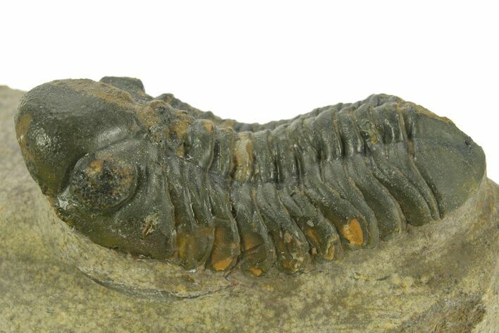 Detailed Reedops Trilobite - Atchana, Morocco #377003